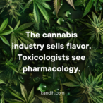 Terpenes & Drug Interactions: The Brutal New Side Effect of Chronic Cannabis Use