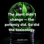 Scromiting”: The Brutal Side Effect of Chronic Cannabis Use That’s Changing How We Think About Toxicology